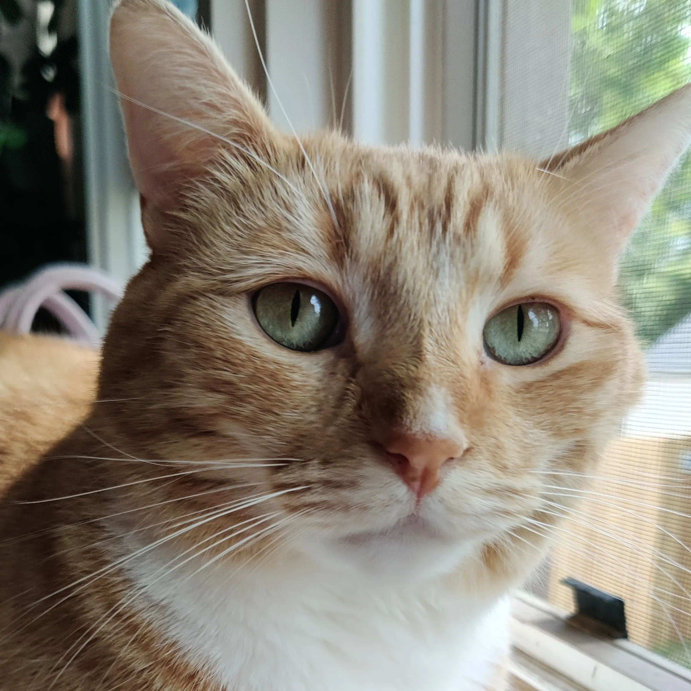 Bagel Image