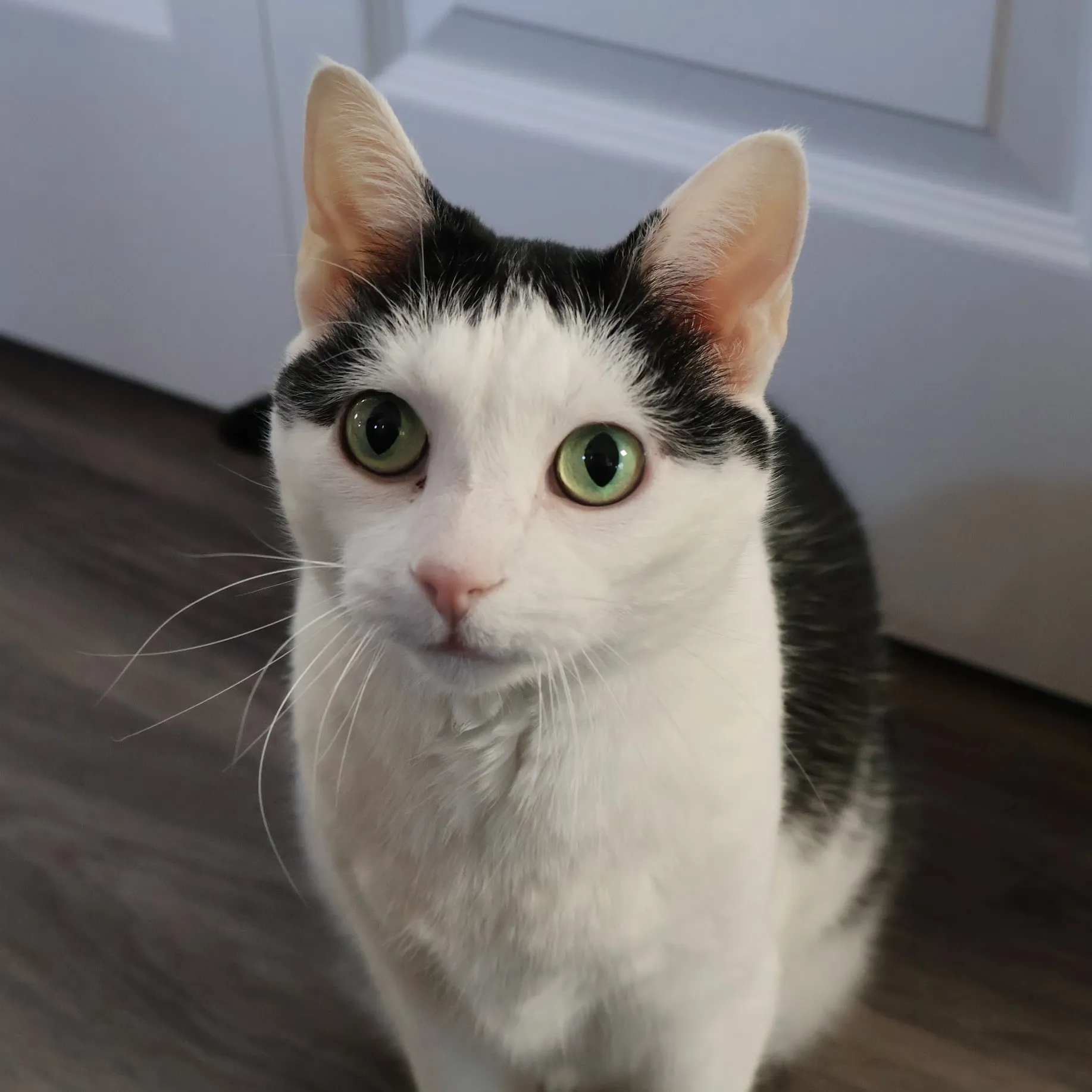 Marshmallow Image